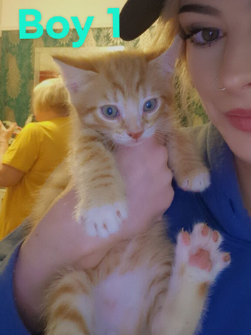 2 beautiful kittens available