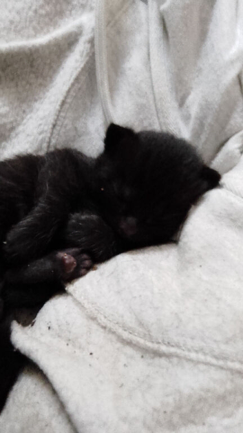 Kittens for sale