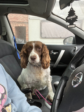 Cocker spaniel girl