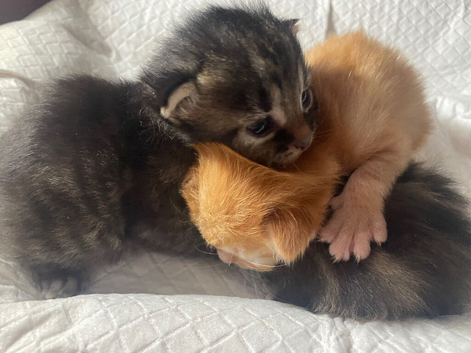 Two beautiful kittens left