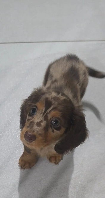 Beautiful  Miniature Long Haired Dachshund Puppies