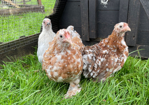 Pekin girls all different colours
