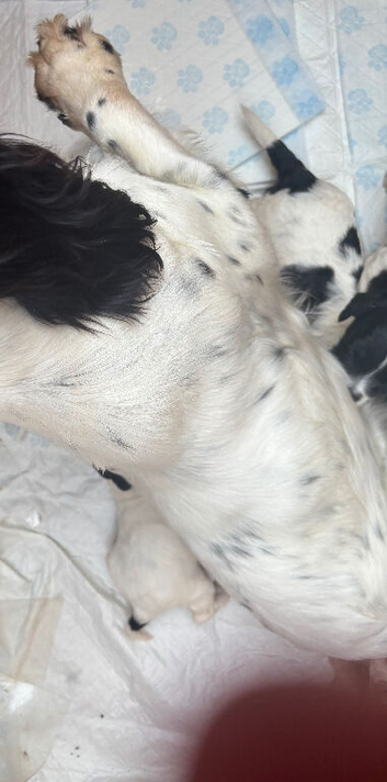 F1 Parti cockapoo