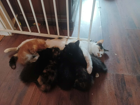 Kittens for sale