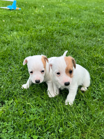 Traditional short legged Jack Russell&rsquo;s
