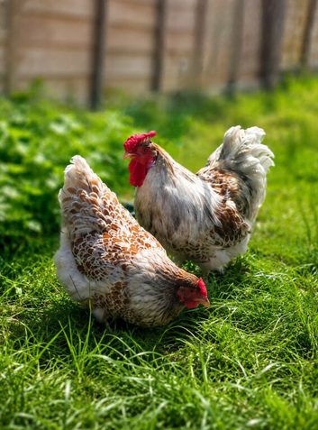 Wyandotte Chicks