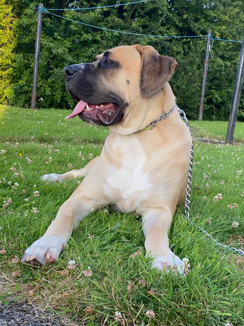 Boerboel Mastiff