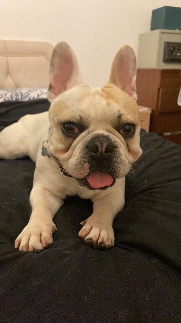 French bulldog STUD DOG