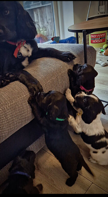 sprocker pups