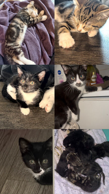 Kittens for sale