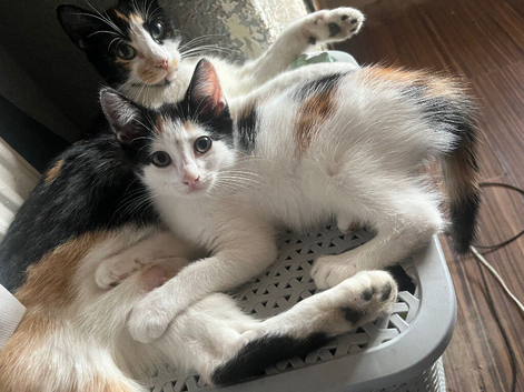 Beautiful adorable kittens