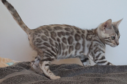 Gorgeous Bengal Girl Kitten