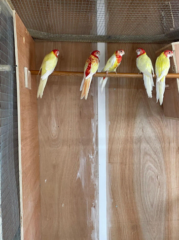 YOUNG LUTINO ROSELLAS