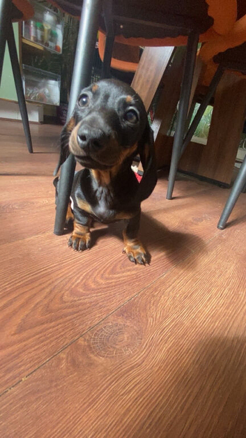 Dachshund/puppy