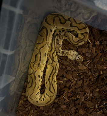 Royal pythons