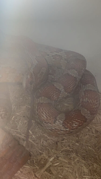 Corn snake