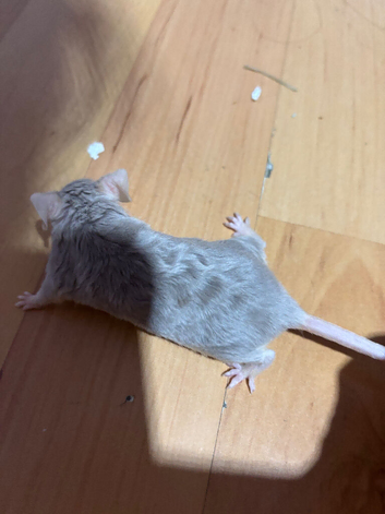 Female available