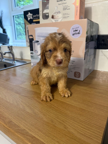 Cockapoo puppies available