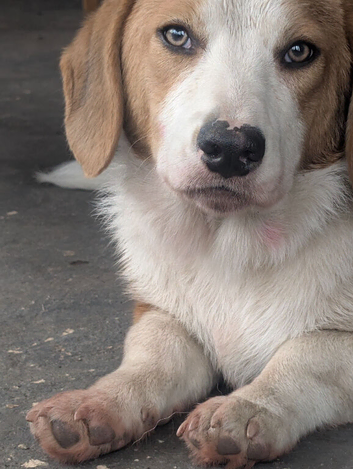 Bassett/collie mix