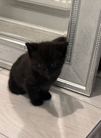 Beautiful ragdoll mix kitten