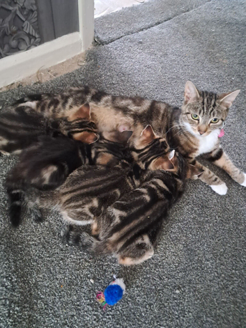 Kittens for sale