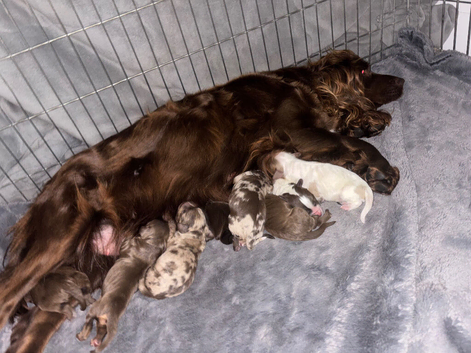 Cockapoo  puppies