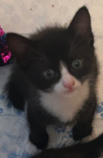 Tuxedo brother & Sister