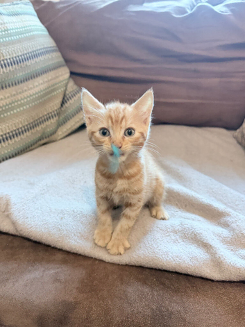 Beautiful kittens ready for loving homes