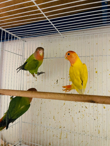 Lovebirds for sale