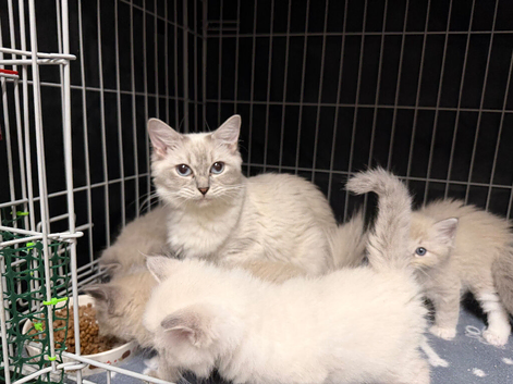 Beautiful Ragdoll kittens