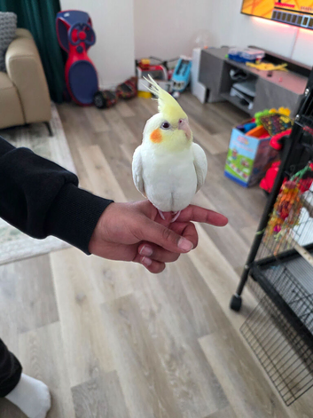 SuperTame Lutino Male Baby Cockatiel with Red Eyes