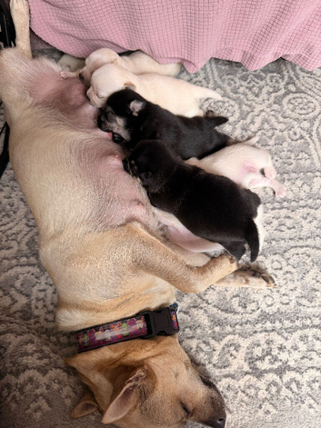 Chihuahua mix puppies