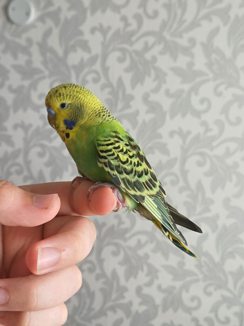 Young Budgies