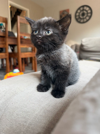 Beautiful part maincoon babies