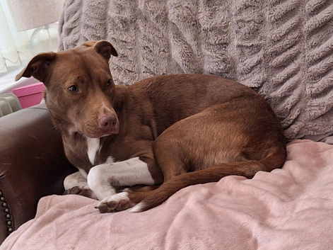 Staffie cross border collie