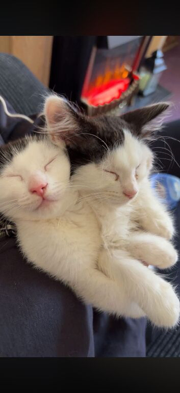 Daisy and poppy