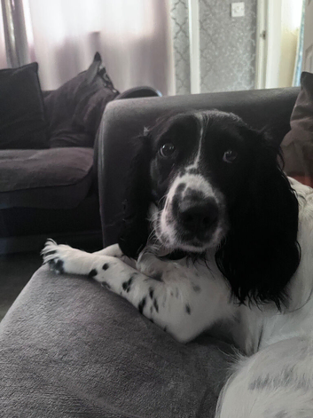 Beautiful springer bitch