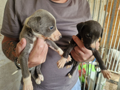 Whippet puppies kc registered