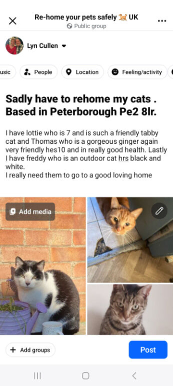 Rehoming my beautiful cat