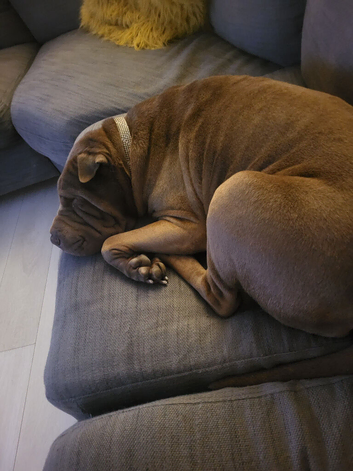 Sharpei