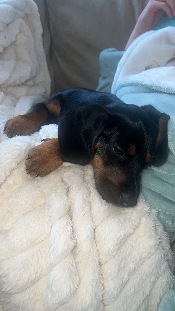 Puppy rehoming