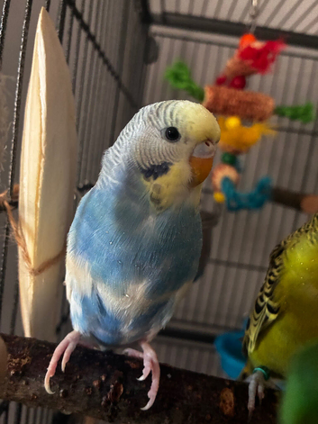 2 bonded budgies + 132cm flight cage