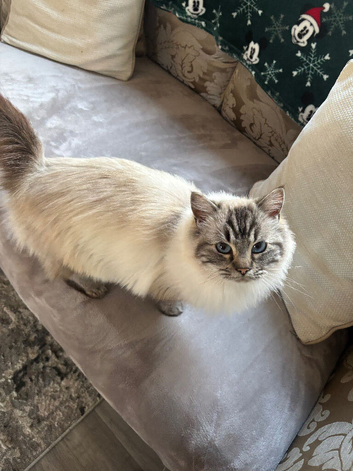Ragdoll cross