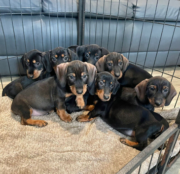 Dachshund Puppies Last Boys Ready Now