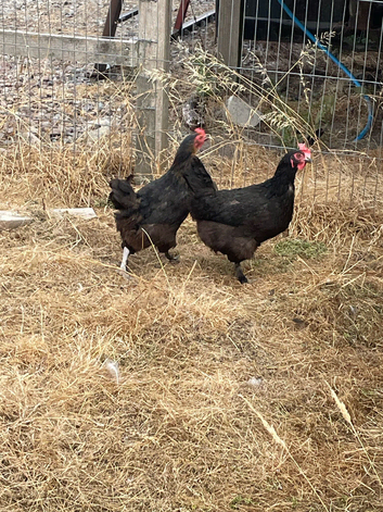 Breeding Group Hybrid Marans