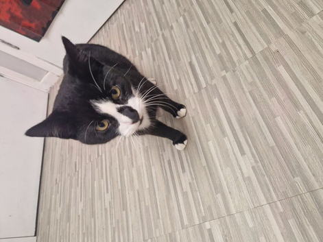 Toby