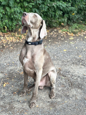 Beautiful Weimaraner boy