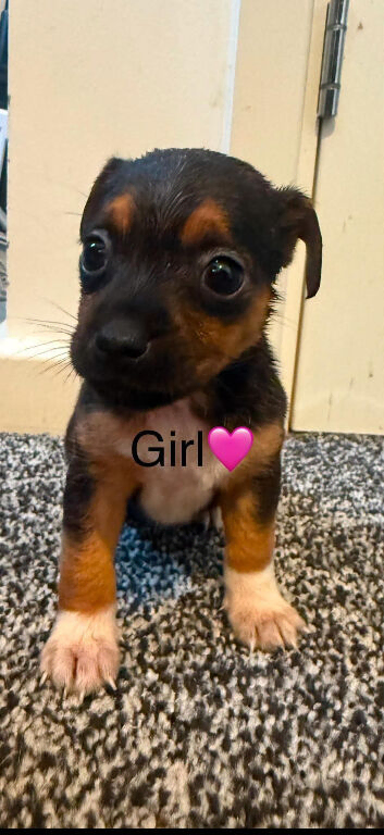 Miniature Jack Russell puppy's