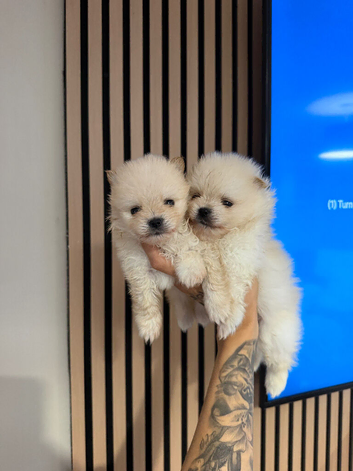 RARE DOLL TEDDY KOREAN PUPPIES
