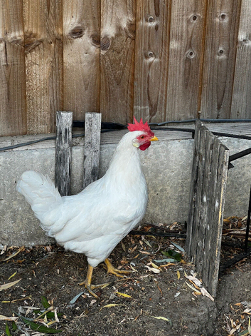Chicken and rooster